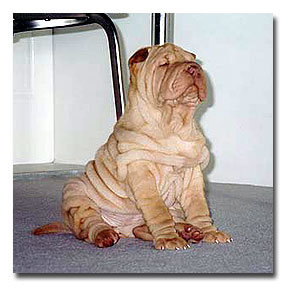 Ancora a proposito di rughe