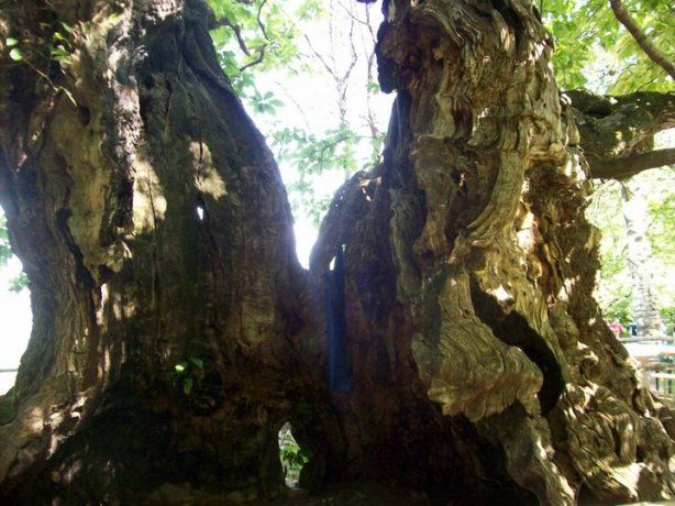 Che tracce meravigliose!